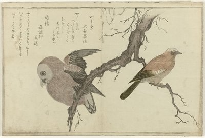 杰伊和猫头鹰 作者 北川宇多郎