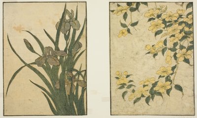 棣棠花和鸢尾花，选自绘本《图画书：四季之花（Ehon shiki no hana）"，第一卷 作者 北川宇多郎