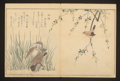 野鸭和翠鸟 作者 北川宇多郎
