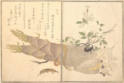 鼹鼠蟋蟀Kera，蠼螋，Hasami-mushi...，1788。 作者 北川宇多郎