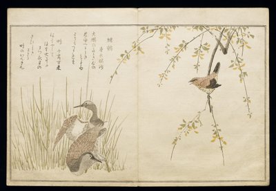 P.332-1946 Vol.1 f.5 W and和一对Snipe，来自专辑&39;Birds in Humorous Songs&39;，1791（彩色木版画） 作者 北川宇多郎