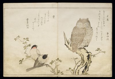 P.332-1946 Vol.2 f.4一只猫头鹰和两只东方红腹灰雀，来自专辑“幽默歌曲中的鸟类”，1791年（彩色木版画） 作者 北川宇多郎