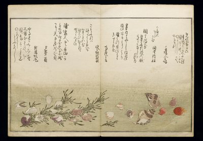 Shiohi no tsuto（来自大浪淘沙的礼物），被称为Shell Book，1789（彩色木版画） 作者 北川宇多郎