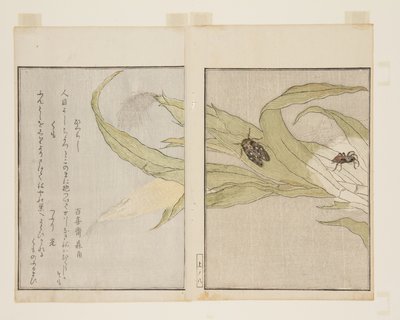 蜘蛛（库莫）和晚蝉（日暮）（彩色木版画 作者 北川宇多郎