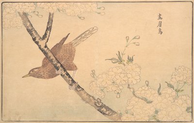 灰鸫，1789年。 作者 北尾正好
