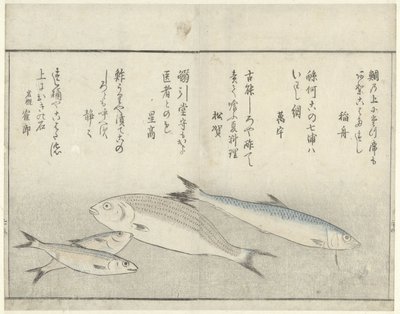 四条鱼 作者 北尾正好