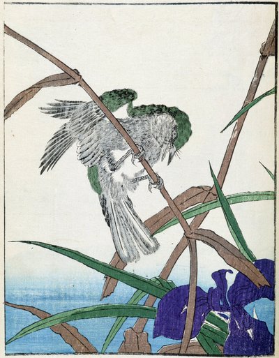 树上的鸟北尾幸斋的日本画 作者 北尾重正