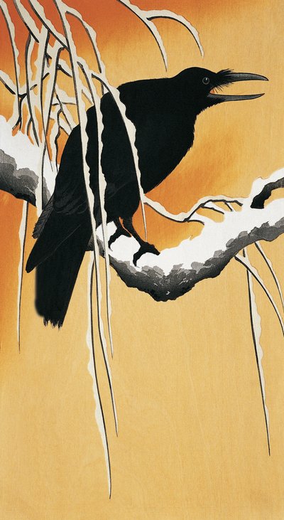 栖息在树枝上的乌鸦（Corvus corax） 作者 大原功臣