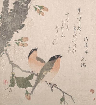 牛雀和樱花，19世纪。 作者 久保顺曼