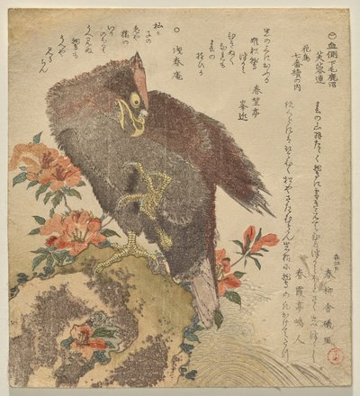 杜鹃花丛中岩石上举爪的老鹰 作者 久保顺曼