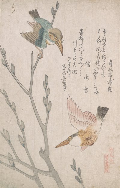 翠鸟和Pussy-willow，19世纪。 作者 久保顺曼