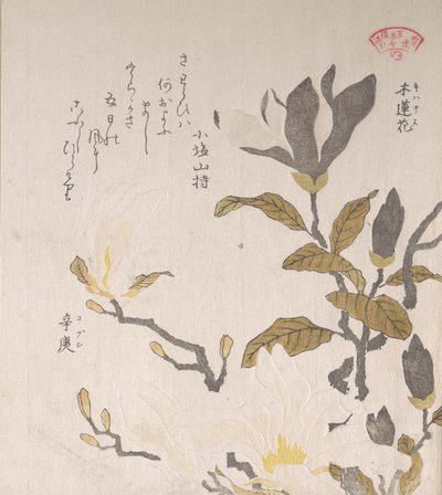 玉兰花，19世纪。 作者 久保顺曼