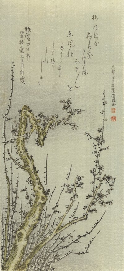 老梅花树，1796年。 作者 久保顺曼