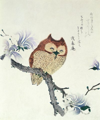 木兰枝上的猫头鹰（纸本水墨和彩色） 作者 久保顺曼