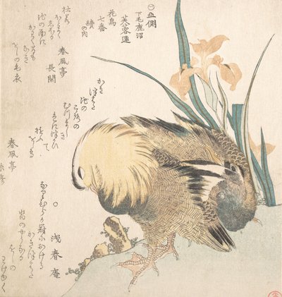鸳鸯和鸢尾花一对，18世纪末至19世纪初。 作者 久保顺曼