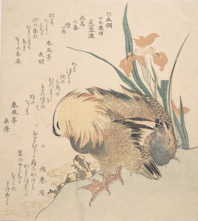 鸳鸯和鸢尾花一对，18世纪末至19世纪初。 作者 久保顺曼