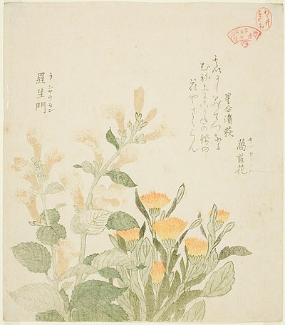 普通万寿菊和拉吉曼花 作者 久保顺曼