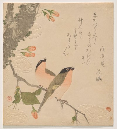 双瓣樱花树上的两只牛雀（Uso ni Yae-zakura） 作者 久保顺曼