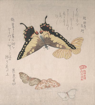 各种飞蛾和蝴蝶，19世纪。 作者 久保顺曼