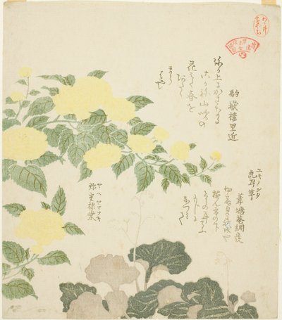 黄玫瑰（八重山吹）和匍匐虎耳草（雪之下），选自 "霞诗会植物集（霞人 somoku awase）"系列 作者 久保顺曼