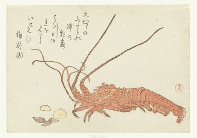 龙虾和贝壳 作者 白莲园