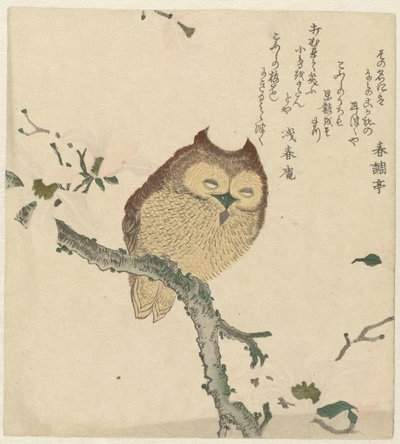 木兰枝上的猫头鹰 作者 森舒南