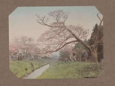 日本东京小金井溪流两岸的人和樱花 作者 日下金兵卫