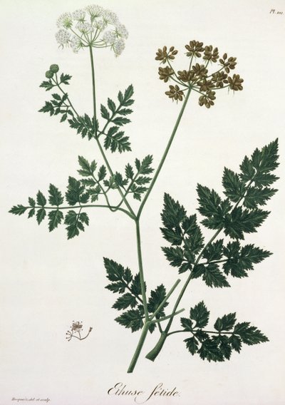 来自&39;Phytographie Medicale&39;的Aethusa Cynapium作者Joseph Roques（1772-1850），1821年出版 作者 LFJ霍夸特