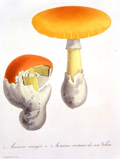 来自&39;Phytographie Medicale&39;的Amanita Caesaria，作者Joseph Roques（1772-1850），1821年出版 作者 LFJ霍夸特