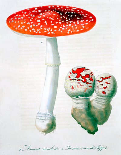 Amanita Muscaria Fly Agaric, 1821 作者 LFJ霍夸特