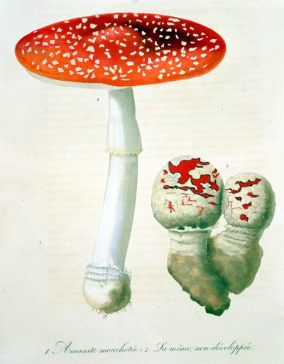来自&39;Phytographie Medicale&39;的Amanita Muscaria由Joseph Roques（1772-1850）发表于1821年 作者 LFJ霍夸特
