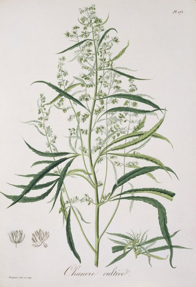 来自&39;Phytographie Medicale&39;的大麻苜蓿（Joseph Roques，1772-1850），1821年出版 作者 LFJ霍夸特