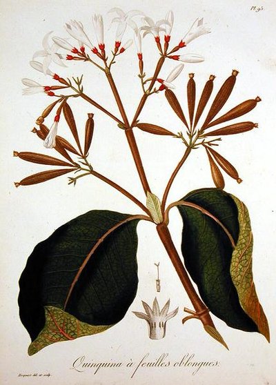 金鸡纳出自约瑟夫-罗克（1772-1850）的《医学植物志》，1821年出版（雕刻）。 作者 LFJ霍夸特