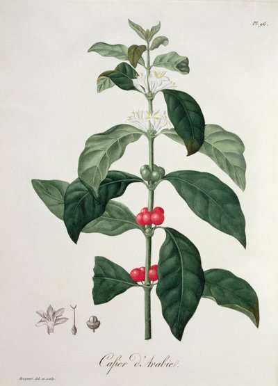 来自&39;Phytographie Medicale&39;的Coffea Arabica作者：Joseph Roques（1772-1850），1821年出版 作者 LFJ霍夸特