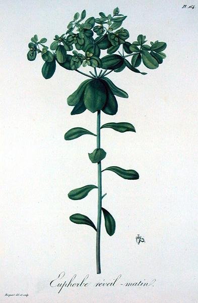 Euphorbia Helioscopia来自Joseph Roques（1772-1850）的《医学植物志》，出版于1821年（雕刻）。 作者 LFJ霍夸特