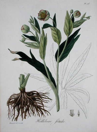 Helleborus Foetidus，来自Joseph Roques（1772-1850）的《医学植物志》，1821年出版（雕刻）。 作者 LFJ霍夸特