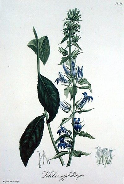 Lobelia Siphilitica来自Joseph Roques（1772-1850）的《医学植物志》，出版于1821年（雕刻）。 作者 LFJ霍夸特