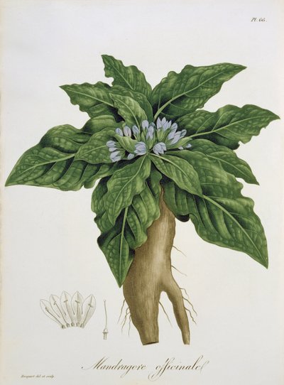 来自&39;Phytographie Medicale&39;的Mandragora Officinarum，Joseph Roques（1772-1850），1821年出版 作者 LFJ霍夸特