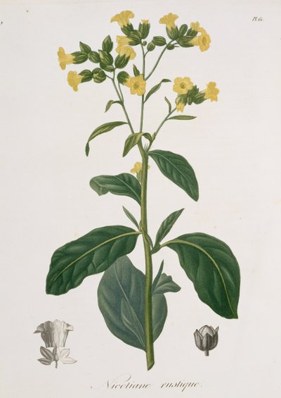 来自Joseph Phques（1772-1850）的&39;Phytographie Medicale&39;的烟草，于1821年出版 作者 LFJ霍夸特