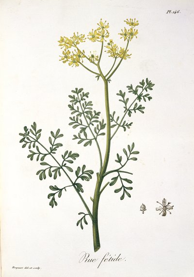 约瑟夫罗克斯（1772-1850）的“Phytographie Medicale”中的Rue，发表于1821年 作者 LFJ霍夸特