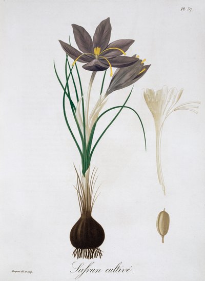 藏红花 Crocus, 1821.   作者 LFJ霍夸特