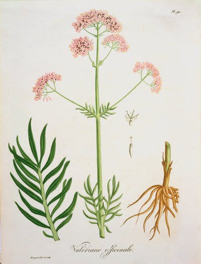 来自约瑟夫罗克斯（1772-1850）的&39;Phytographie Medicale&39;的缬草，于1821年出版 作者 LFJ霍夸特