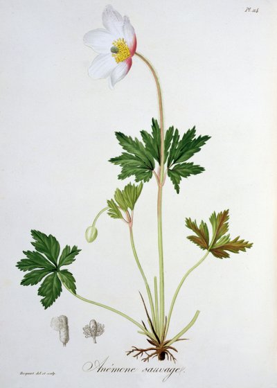 来自&39;Phytographie Medicale&39;的木制海葵由Joseph Roques（1772-1850）发表于1821年 作者 LFJ霍夸特