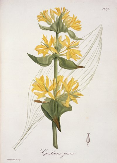 来自&39;Phytographie Medicale&39;的黄色龙胆由Joseph Roques（1772-1850）出版，于1821年出版 作者 LFJ霍夸特