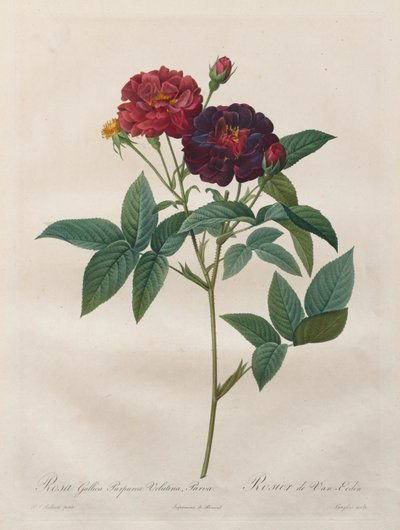 玫瑰：Rosa Gallica Purpurea Velutina Parva，1817-1824。 作者 朗洛瓦