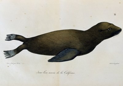年轻的海狮，加利福尼亚，摘自《世界之旅》（Voyage pittoresque autour du monde）。 作者 朗格勒朗格勒