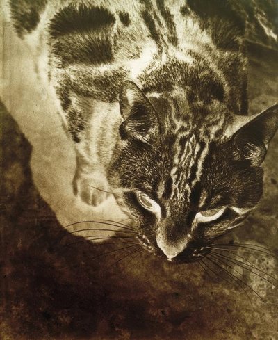猫（负片） 作者 拉斯洛·莫霍利·纳吉（Laszlo Moholy Nagy）