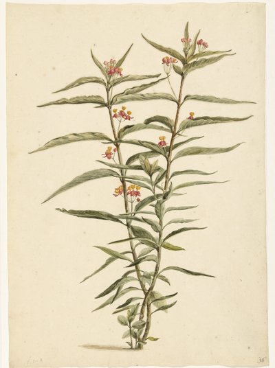 花铁线莲（Asclepias curassavica） 作者 劳伦斯·文森茨。范德文