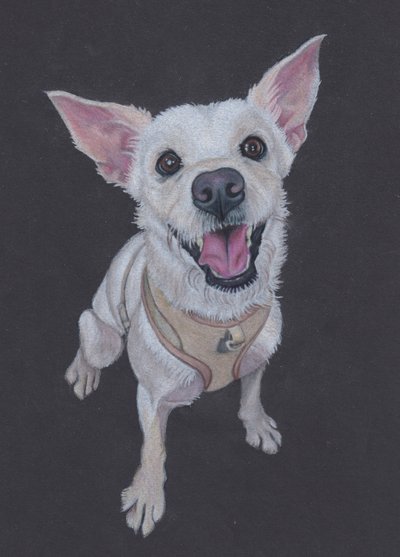 蓬松，2025 年（色调纸上的彩色铅笔） 作者 