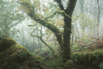 苔藓的记忆，2024 年（照片） 作者 